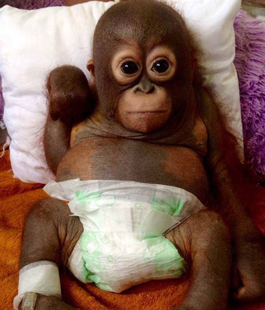 Беременные обезьяны прикольные