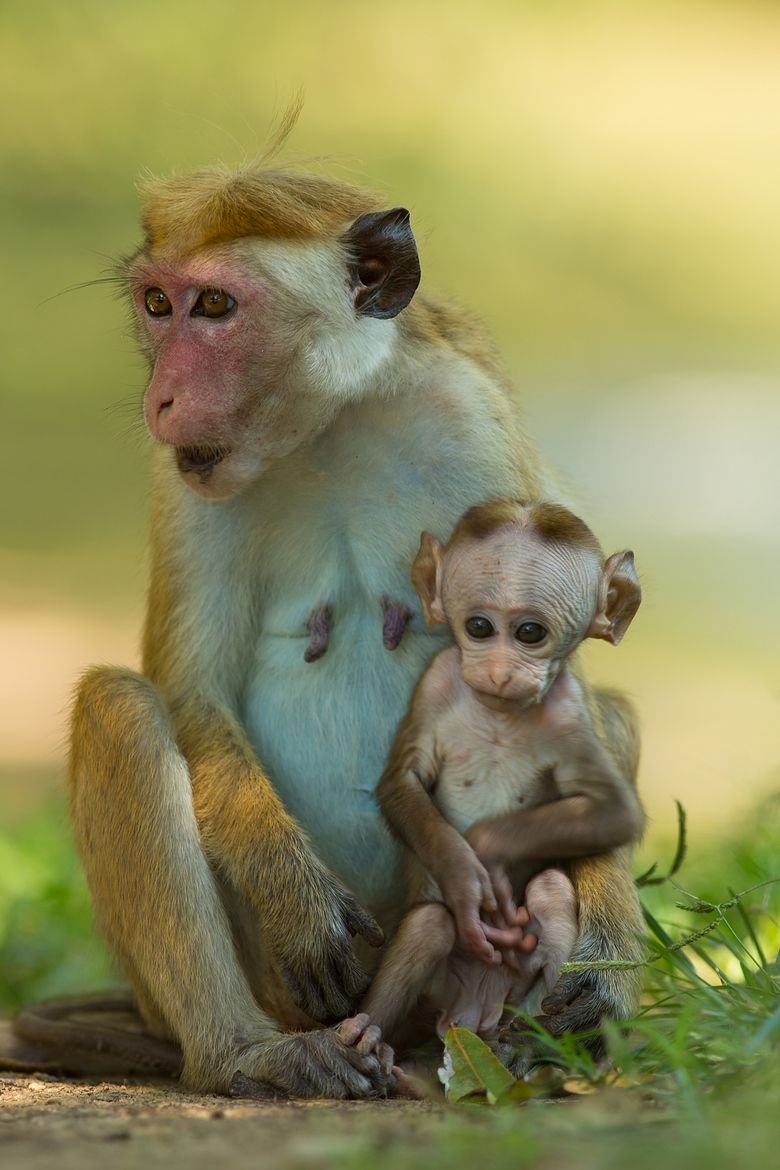 Мартышка Милана