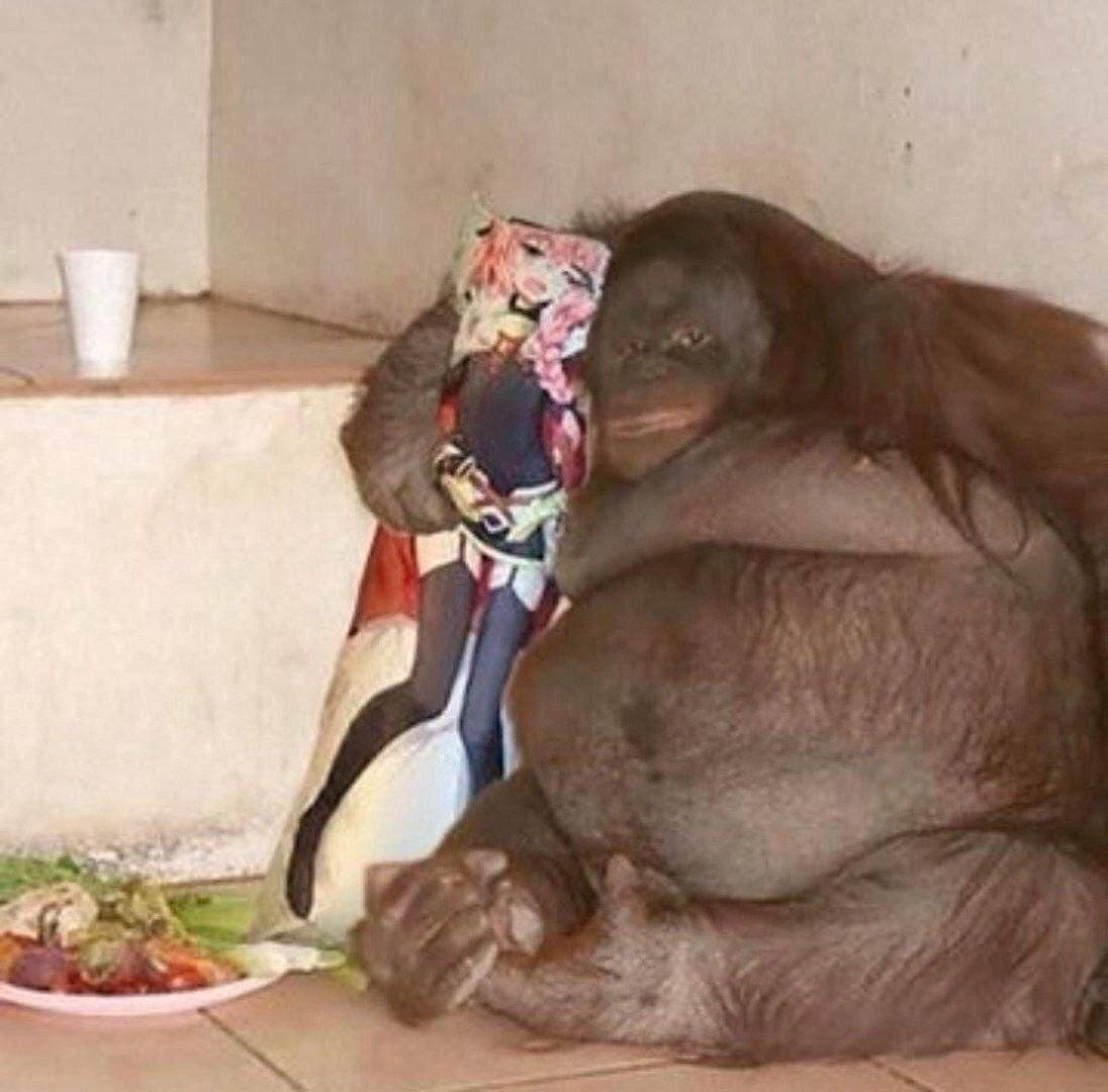 Обезьяны в дикой природе