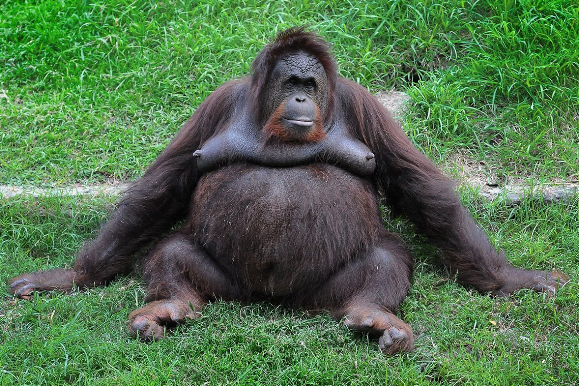 Грудь обезьяны