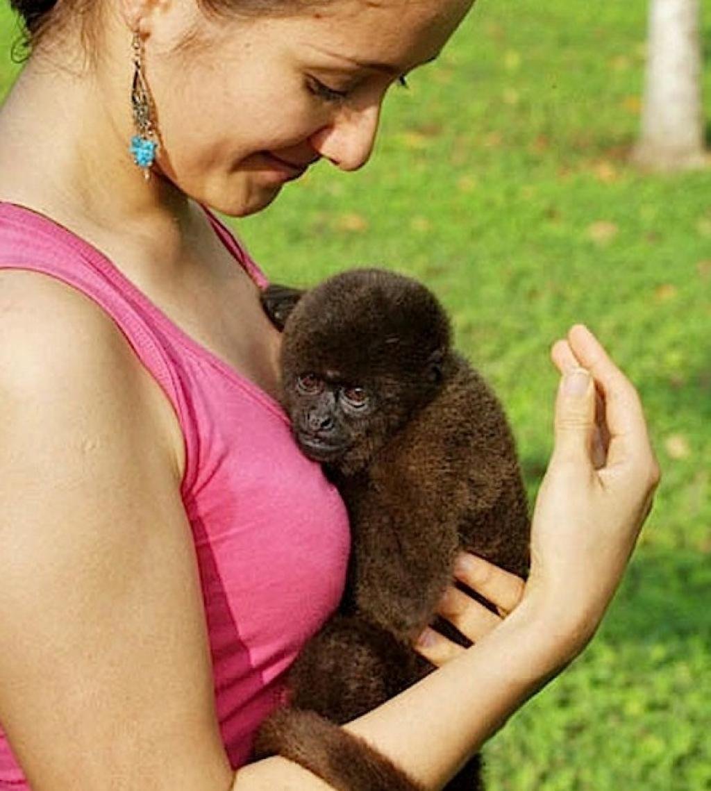 Роды обезьяны в природе