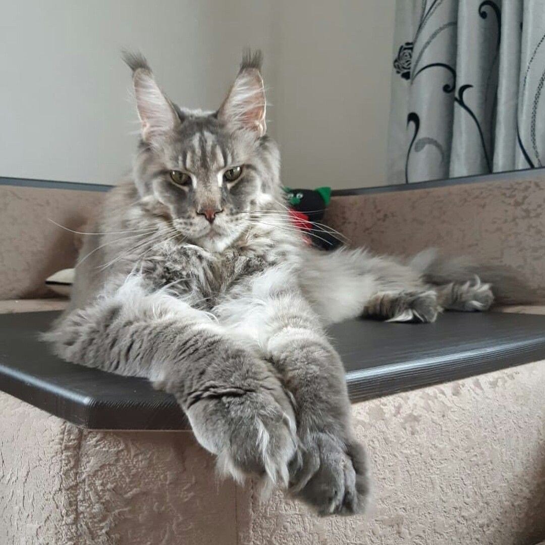 Кот Мейн кун лапа