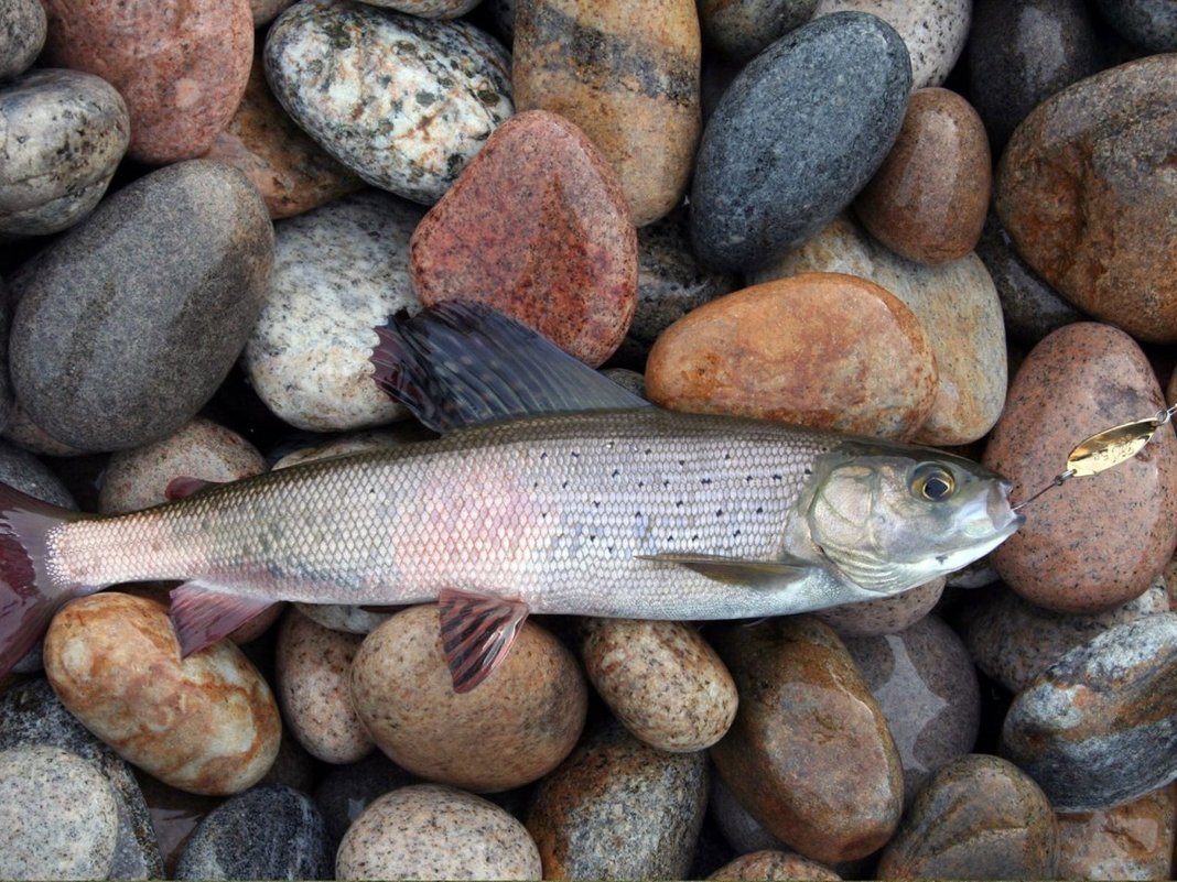 Животный мир Байкала омуль