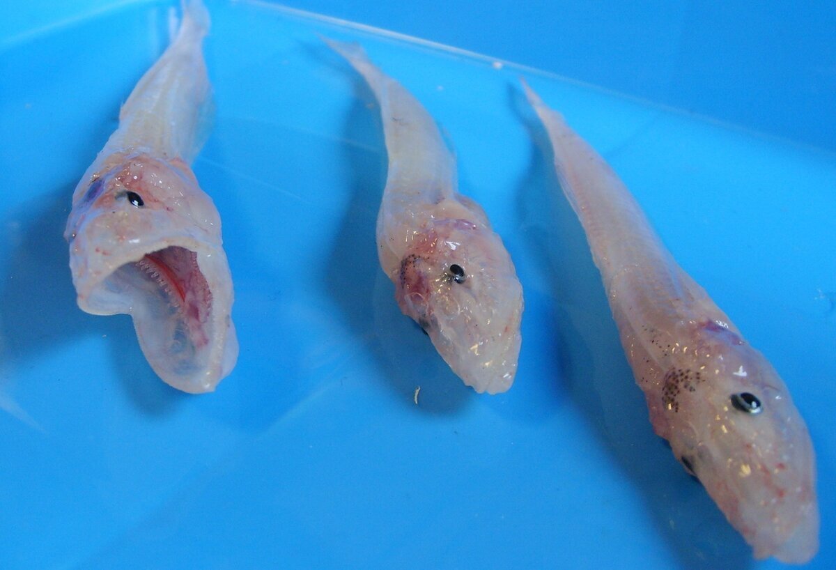 Рыба Байкала Голомянка