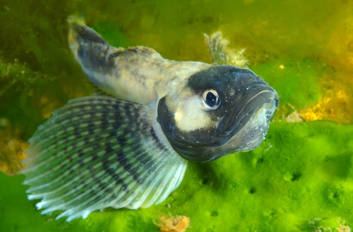 Голомянка Байкальская