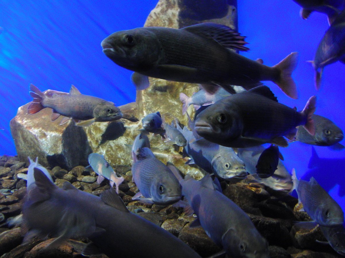 Голомянка вяленая