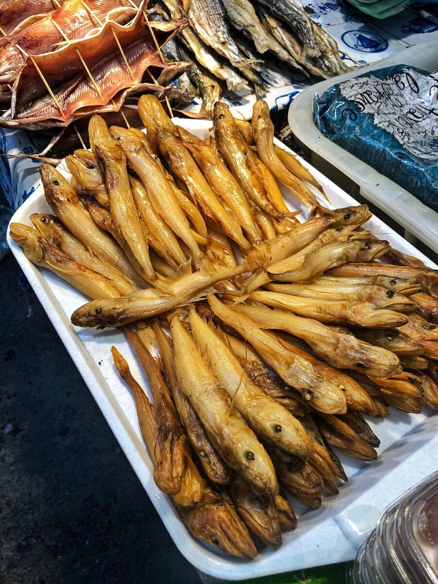 Coregonus migratorius