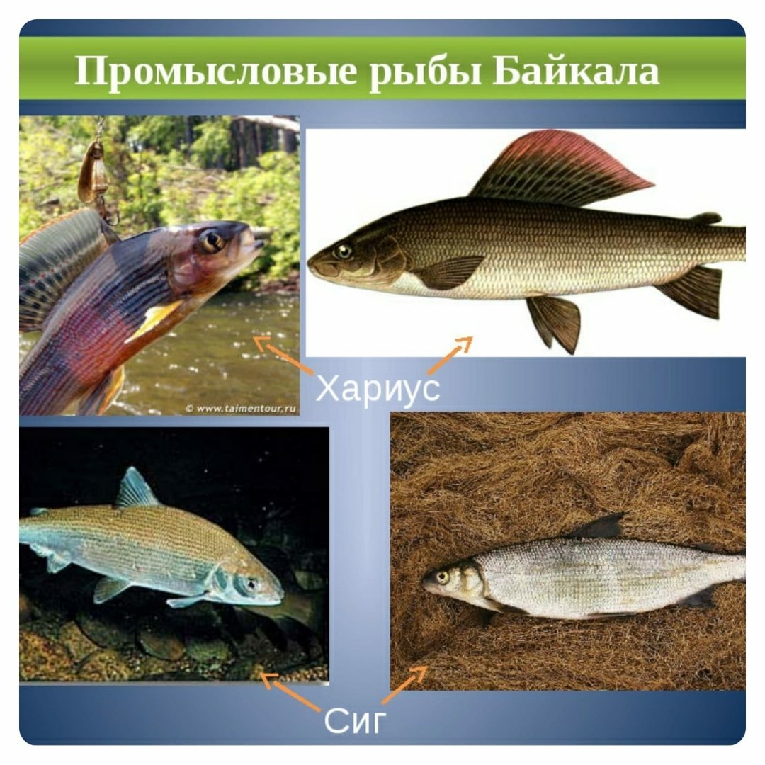В озере байкал водится рыба. Рыбы Байкала. Рыбы обитающие в Байкале. Промысловые рыбы Байкала. Рыба Байкала названия.
