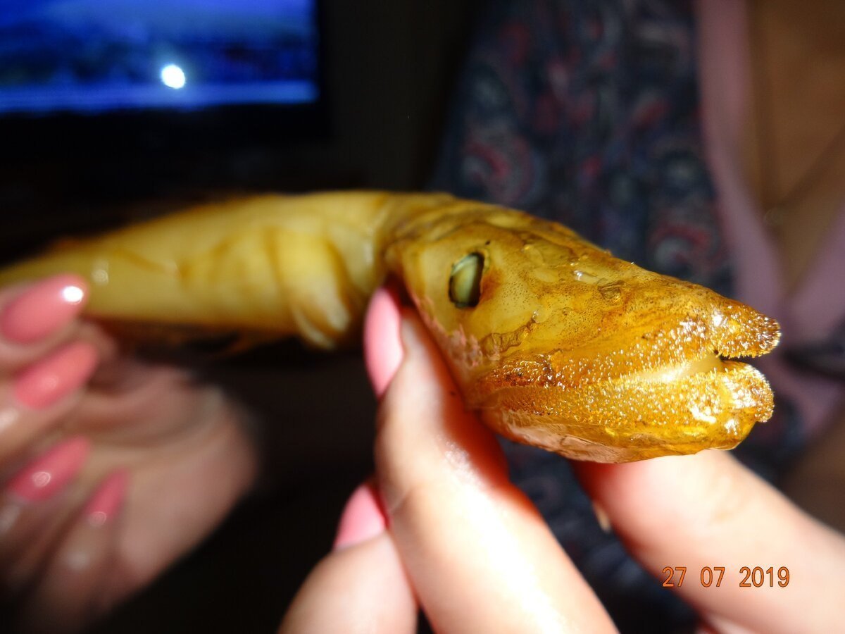 Рыбы Байкала раскраска