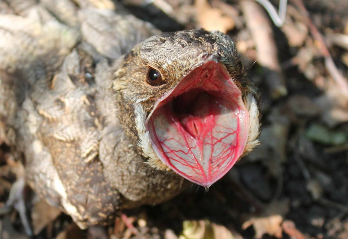 Козодой сетконос птица