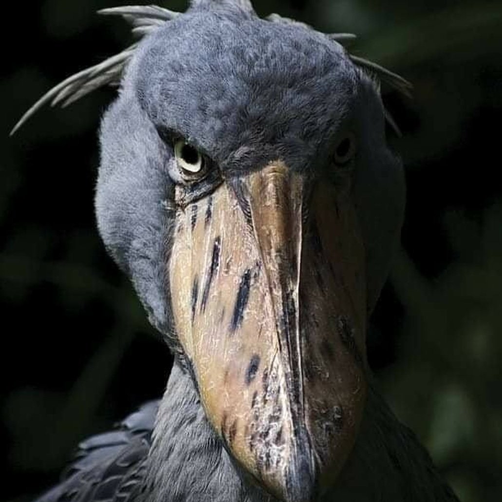 Самая страшная птица в мире