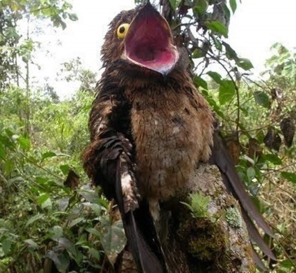 Перья африканского Марабу