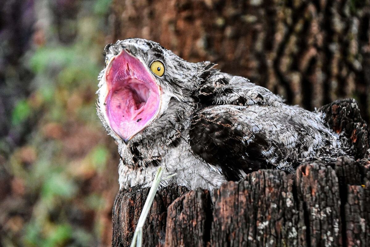 Козодой исполинский птица