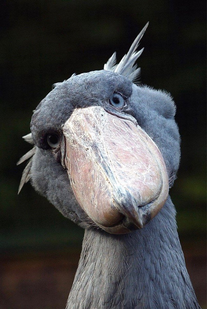 Аист китоглав