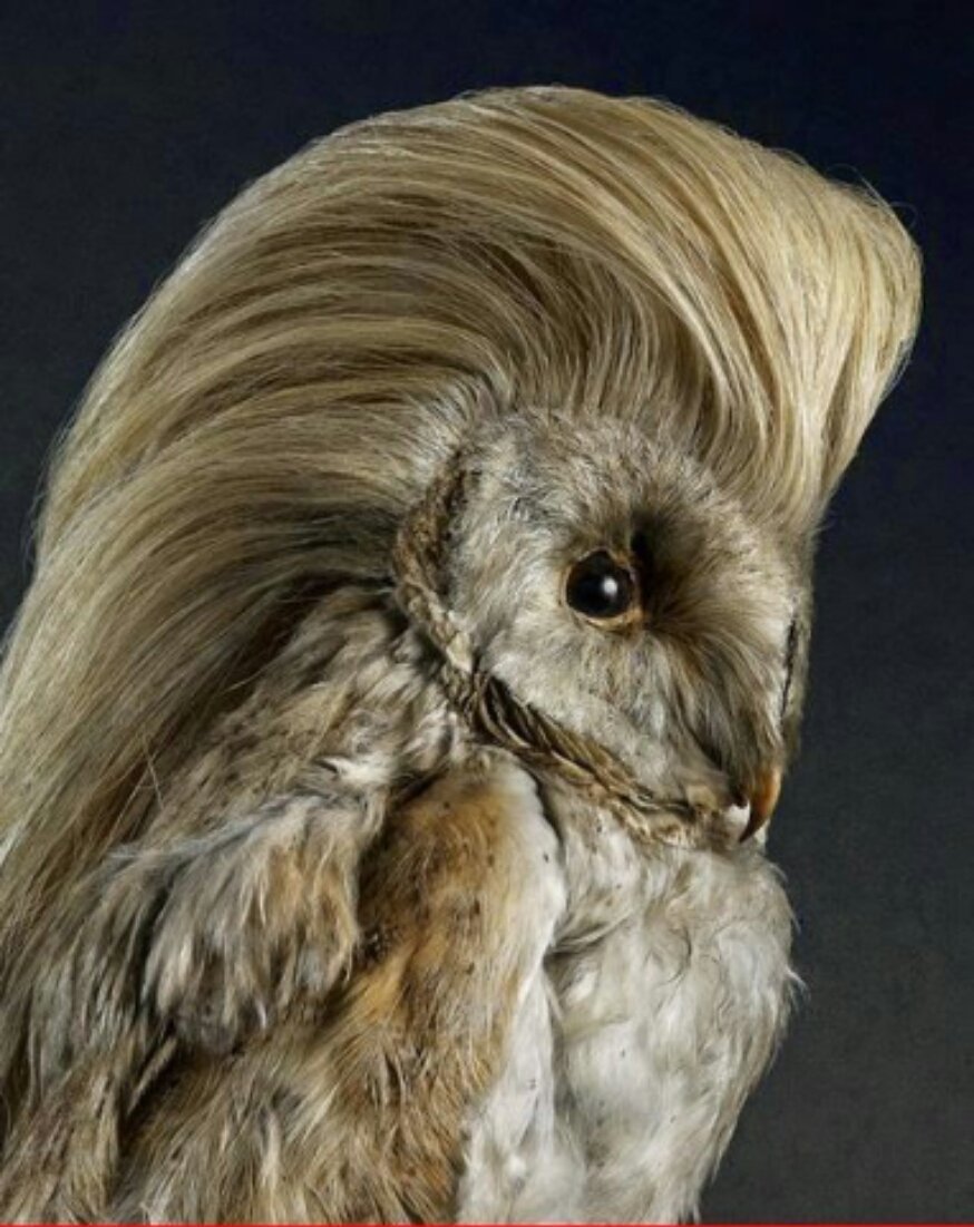 Сова без перьев