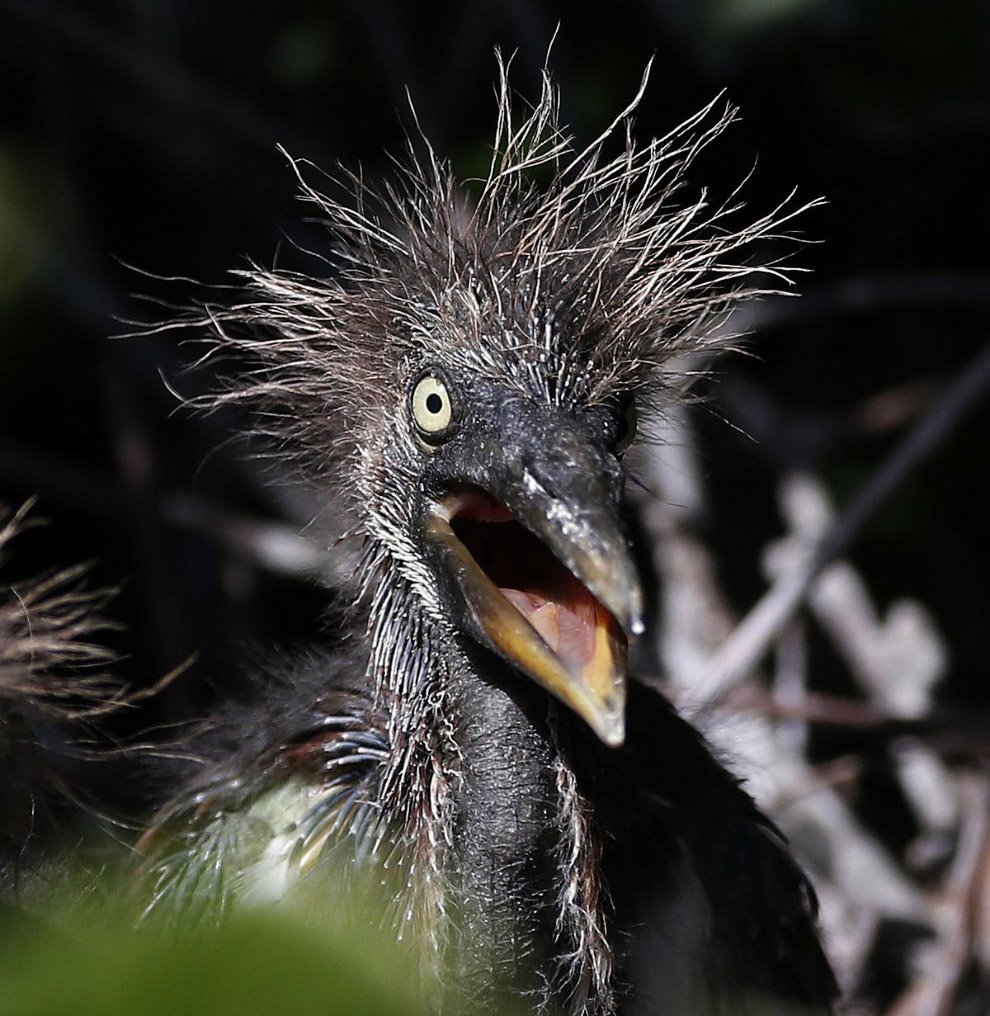 Шалфейный тетерев самка