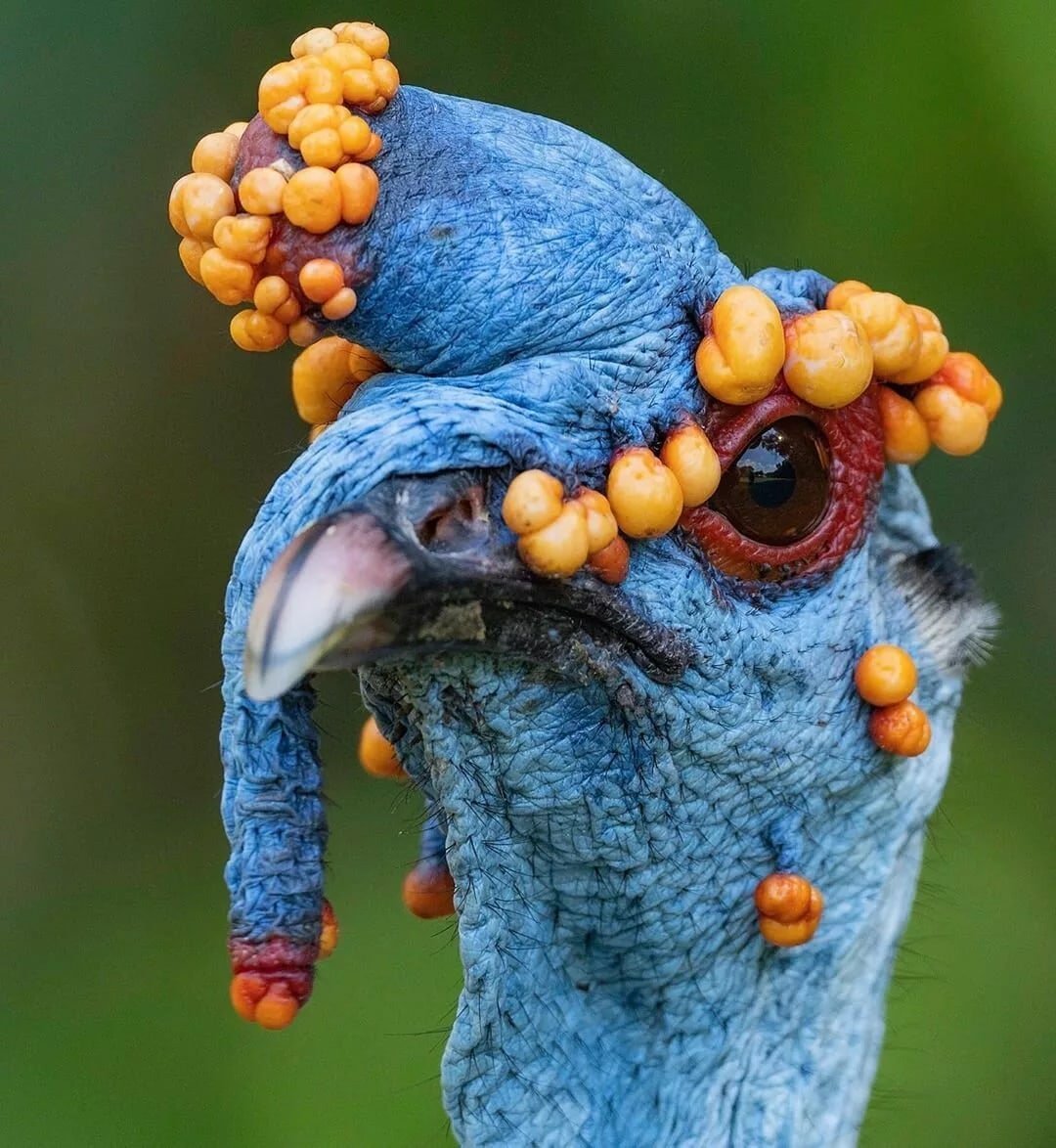 Глазчатая индейка