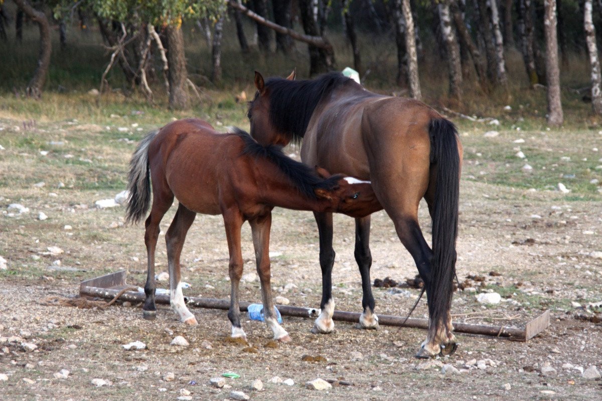 Бои мустангов лошадей