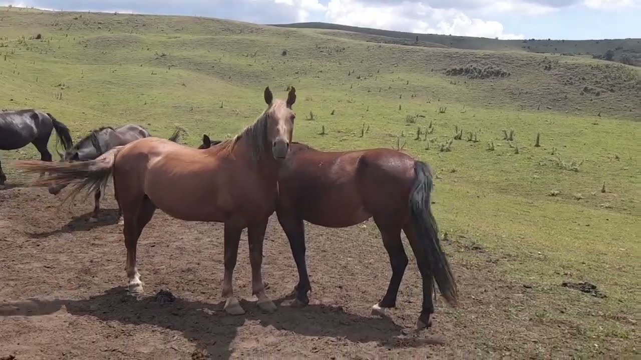 Спаривание лошадей крупно
