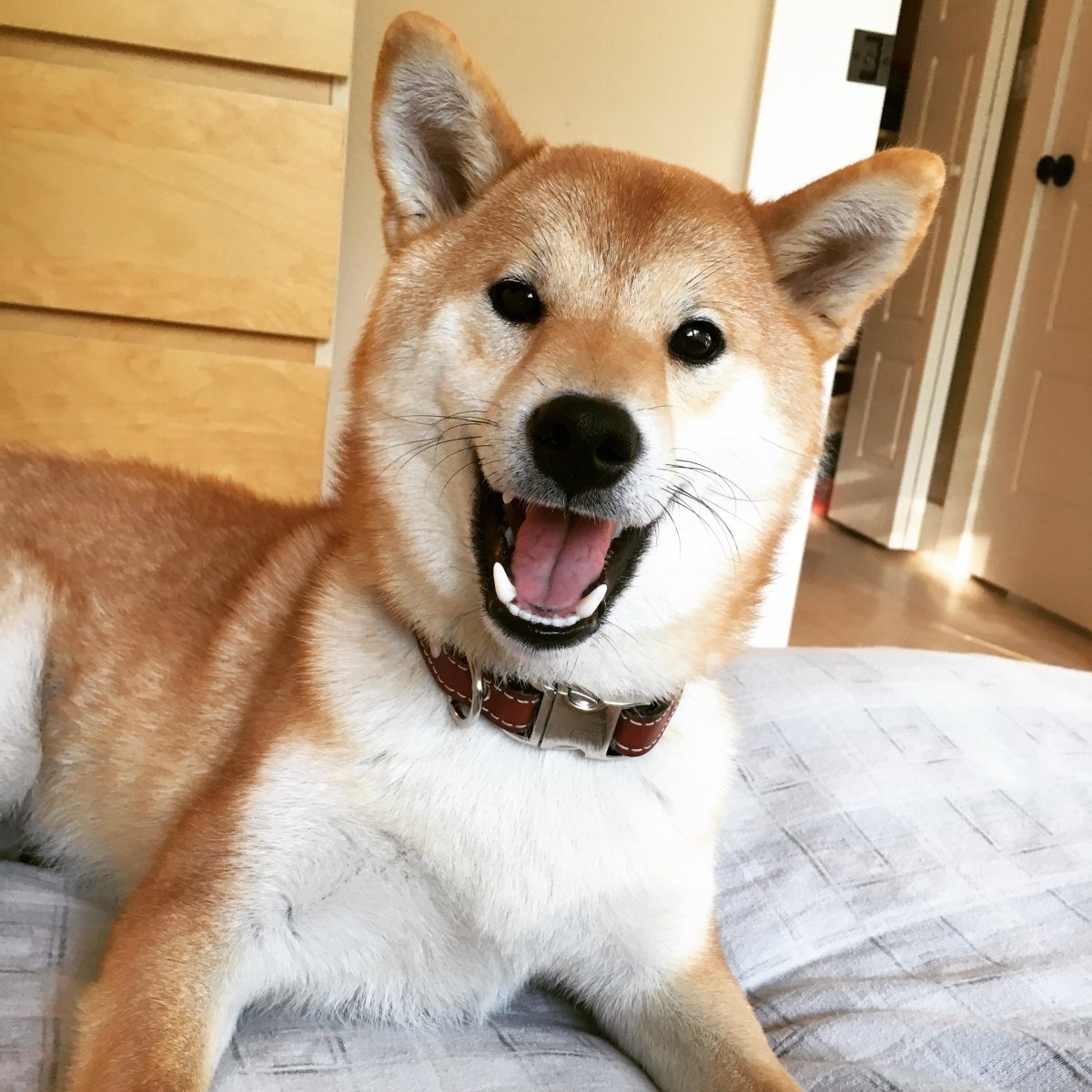 Вельш корги пемброк