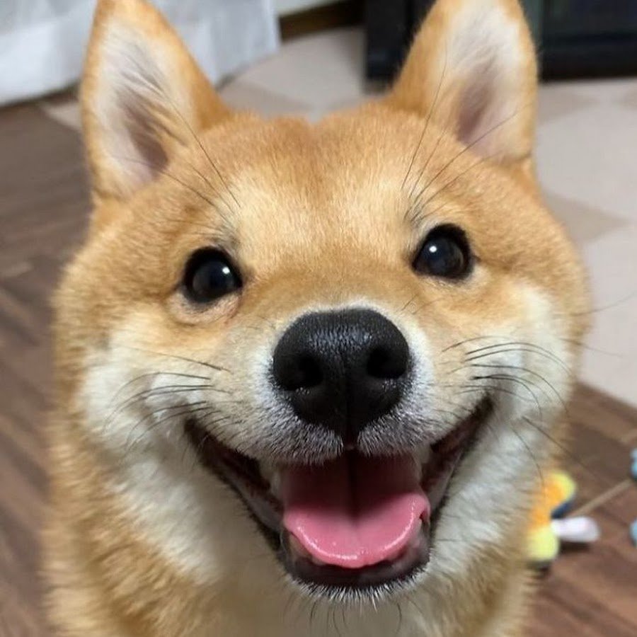 Собака улыбака сиба ину