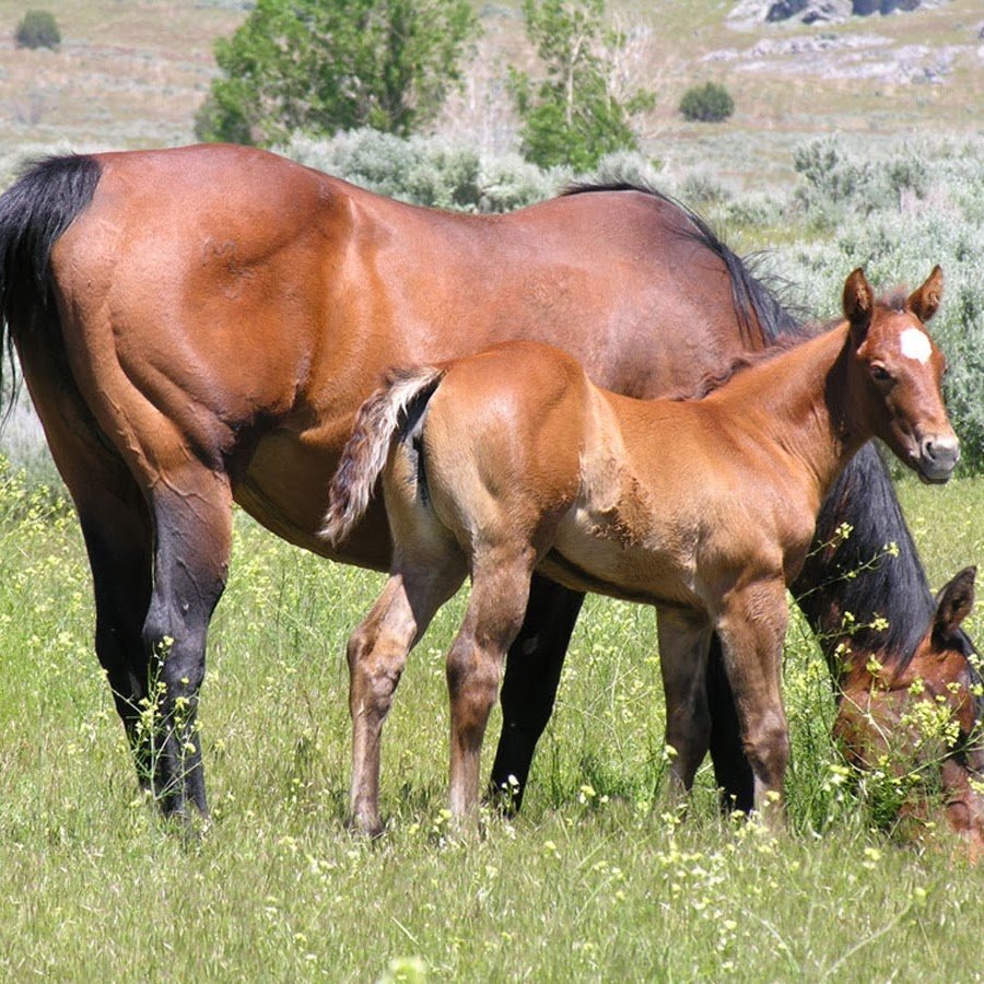 Дикие лошади в природе спаривание