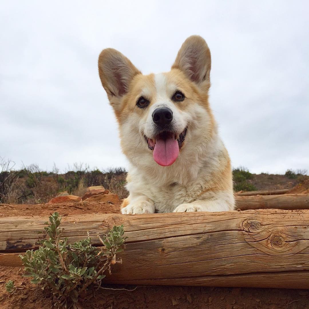 Собака сиба ину