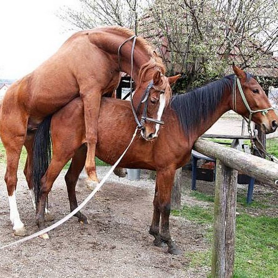Спаривание лошадей с людьми