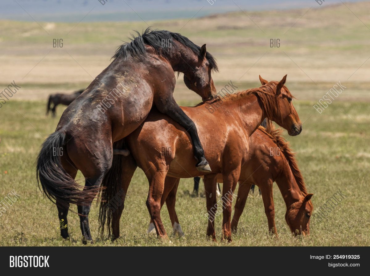 Лошадь и жеребенок молоком