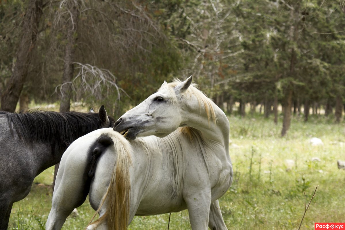Лошади дерутся