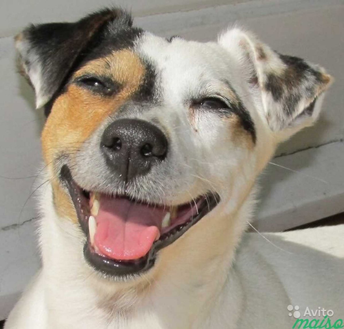 Корги улыбашка