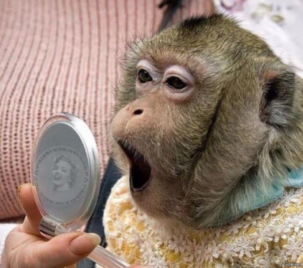 Милые обезьянки
