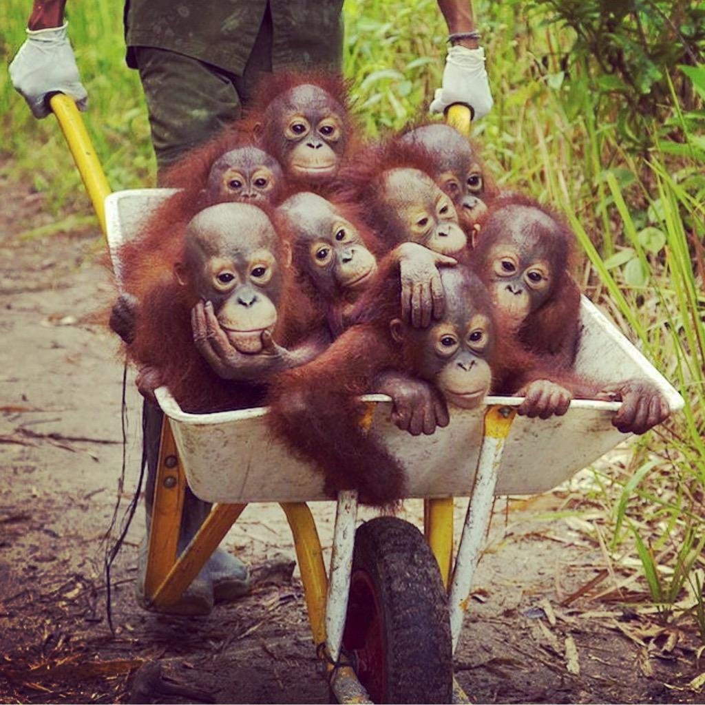 Обезьяны в нарядах