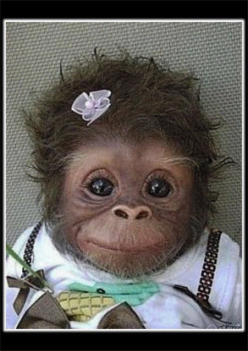 Забавные мартышки