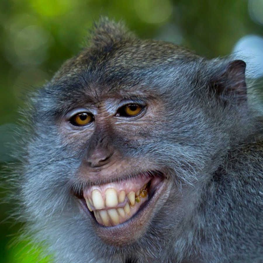 Приколы с обезьянами