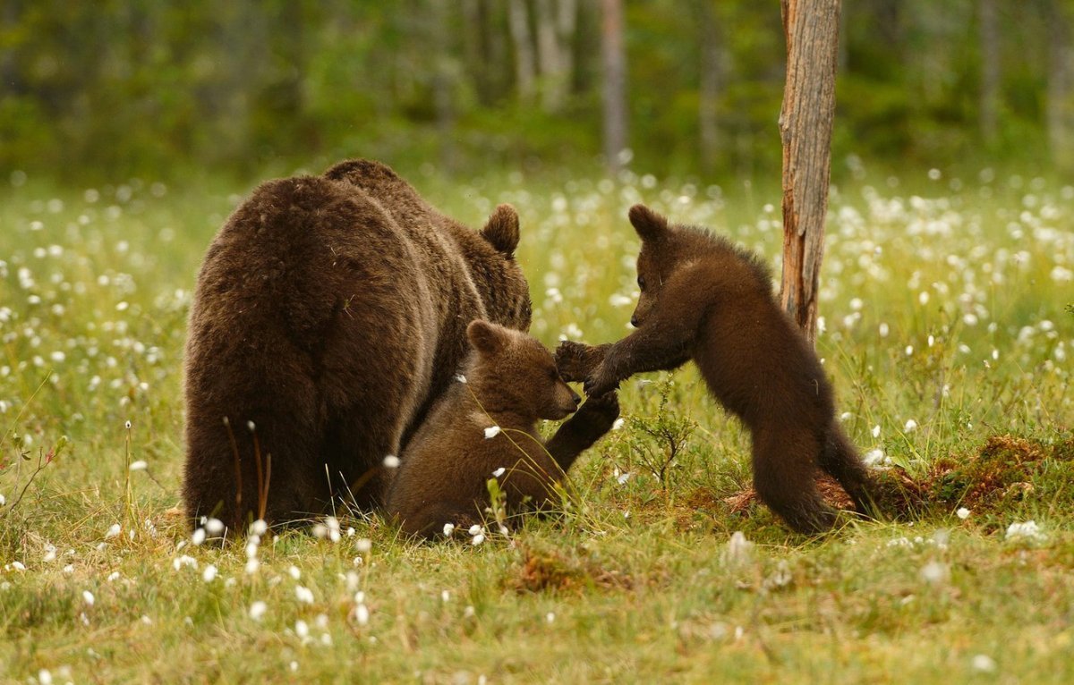 Жизнь медведей в лесу. Сибирский бурый медведь. Медведь в лесу. Медведица с медвежатами. Медведь с медвежонком.