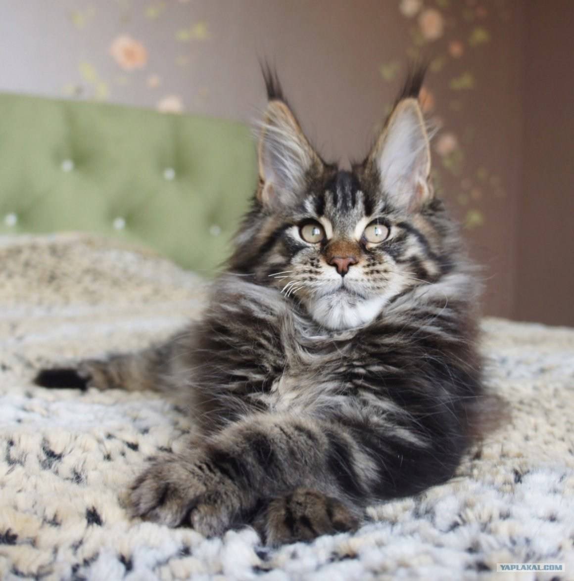 Кошка-Рысь порода Мейн кун