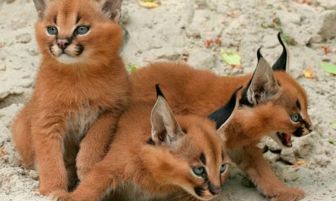 Каракал пустынная Рысь домашняя