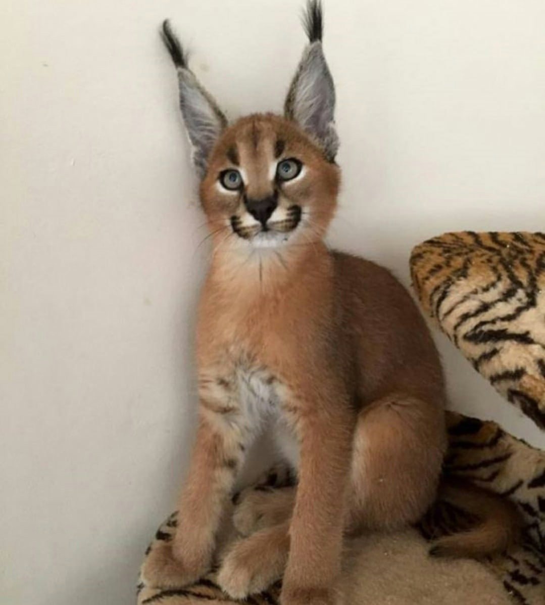 Сервал каракал Саванна