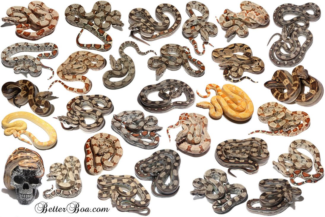 Сдвижение змей 2022