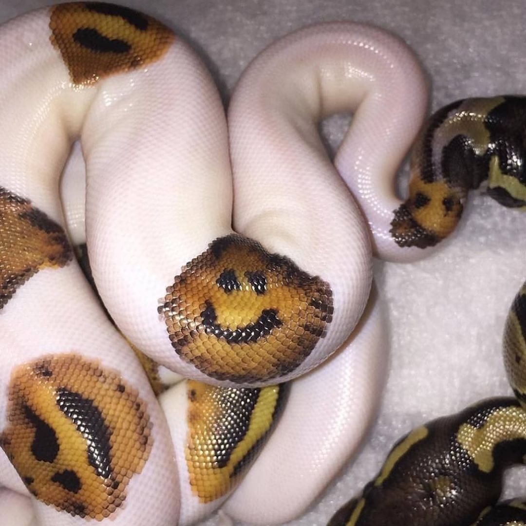 Серпентарий женский коллектив