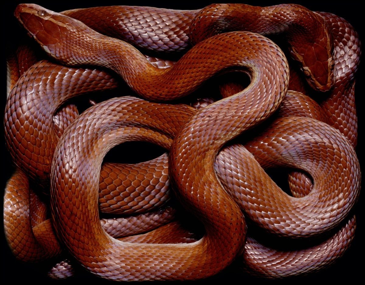 Змеиное кубло