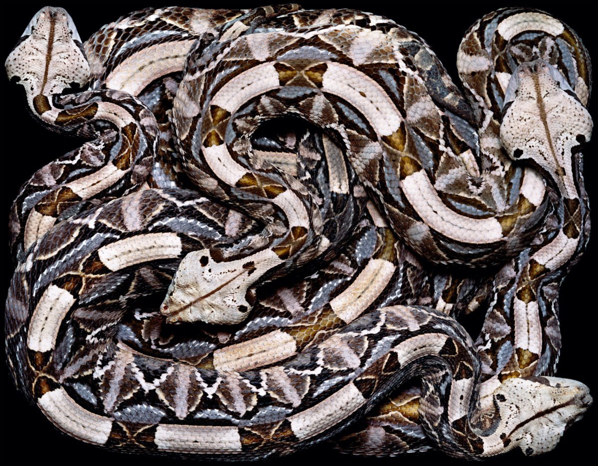 Змеиное кубло