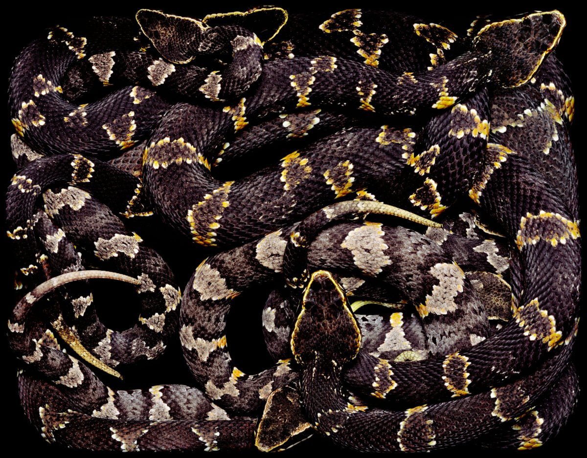 Анаконда питон проглотила человека