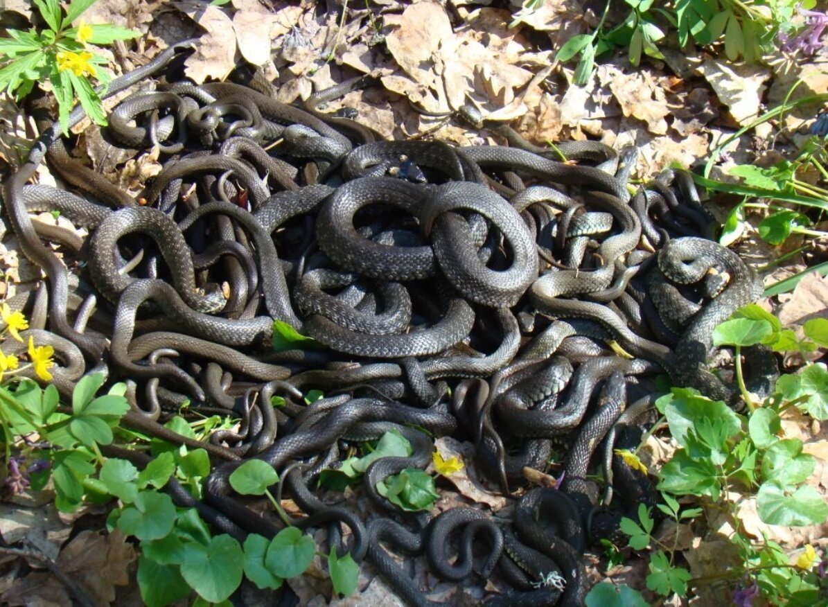 Питон против аллигатора