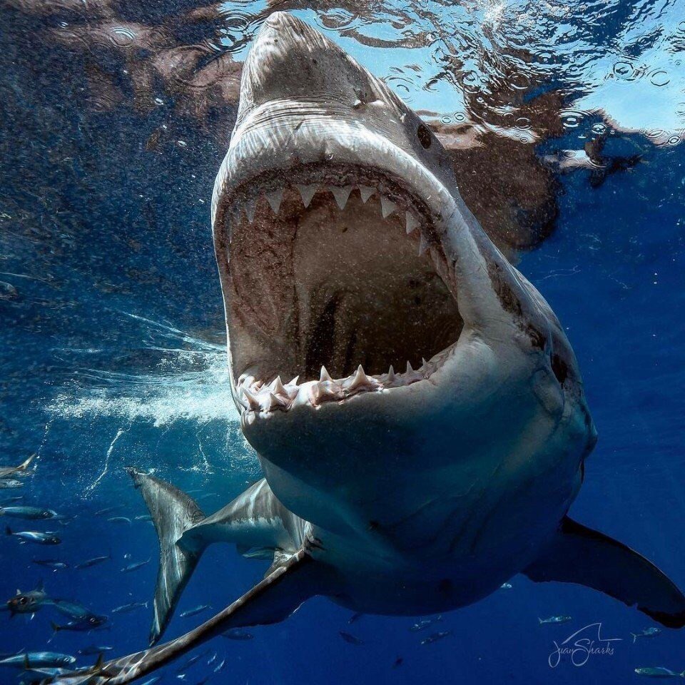 Белая акула кархародон