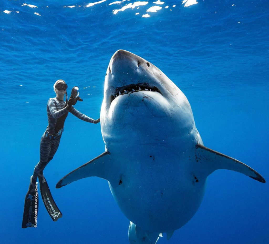 Белая акула Deep Blue