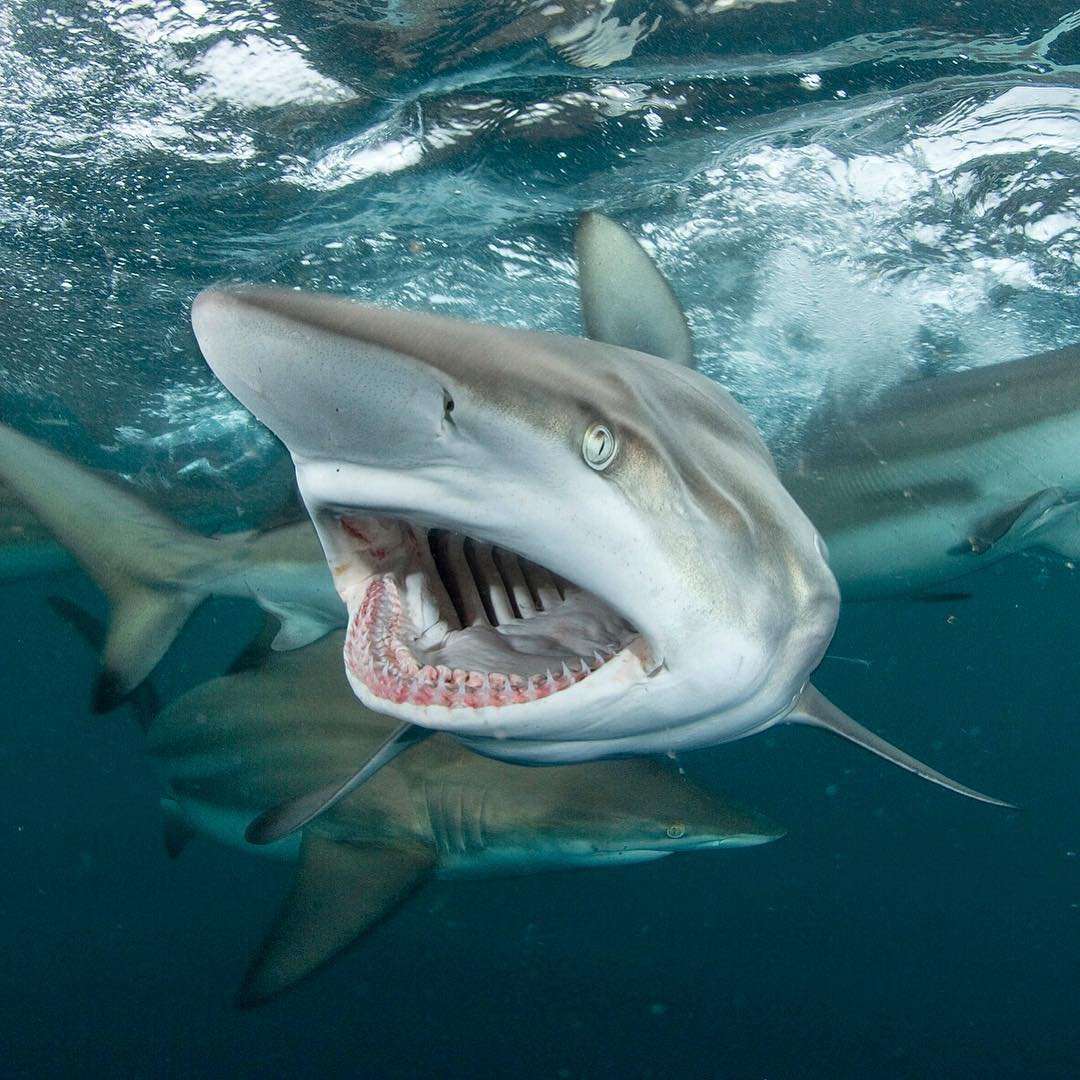 Серо голубая акула мако