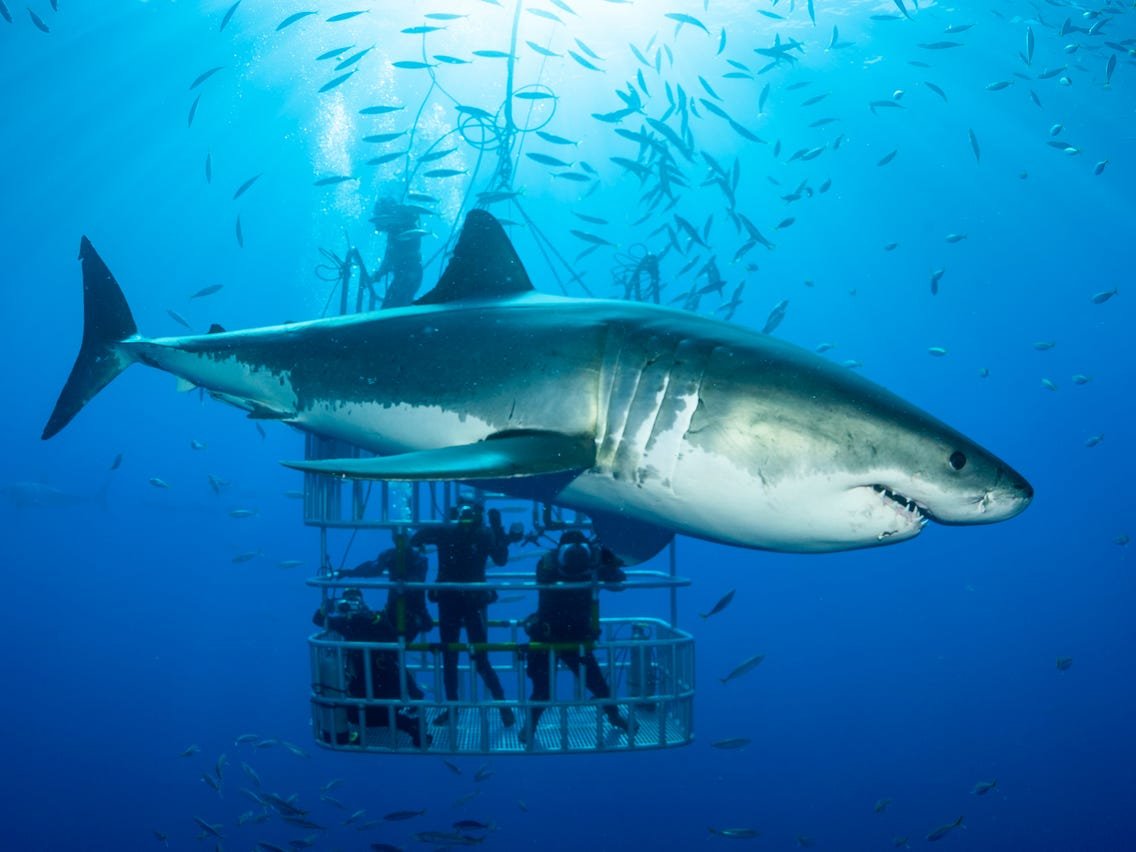 Тигровая акула в черном море