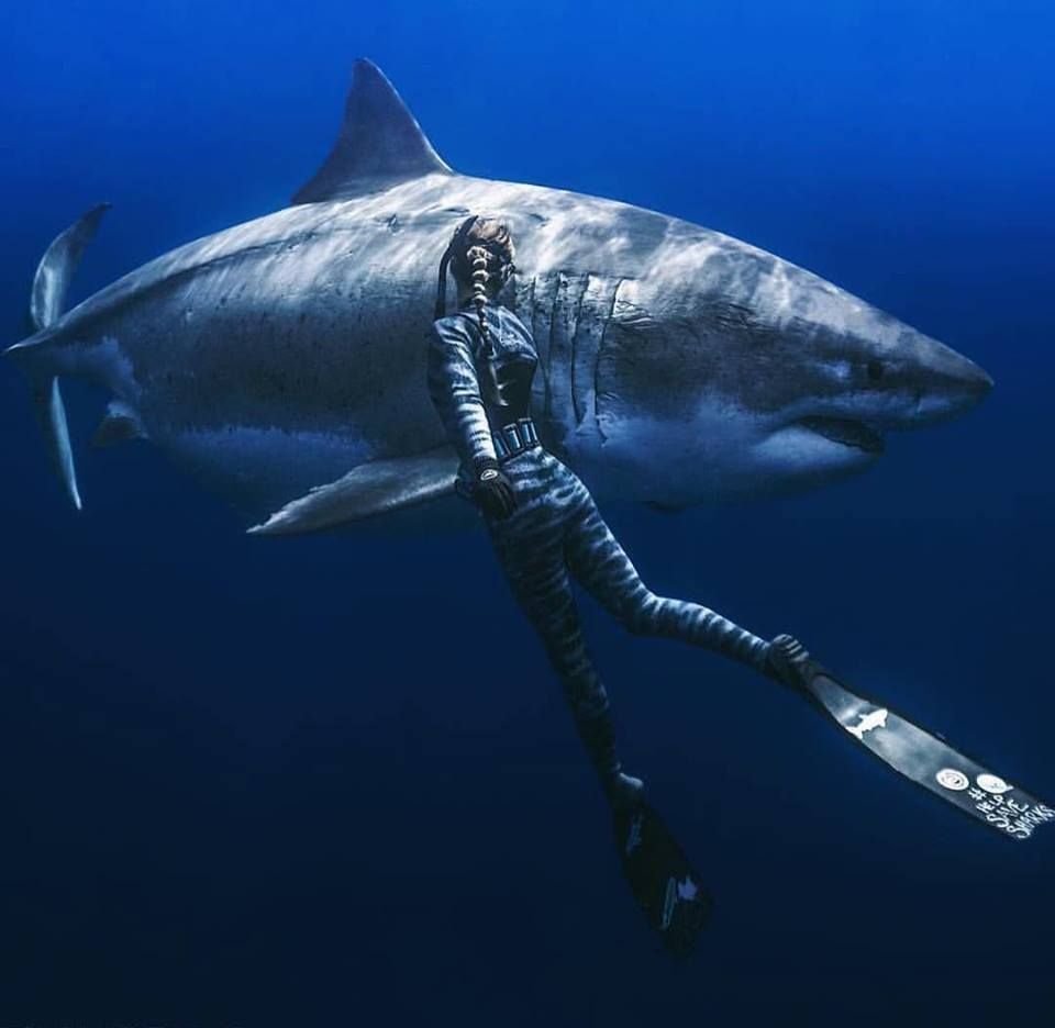 Акула и дайвер